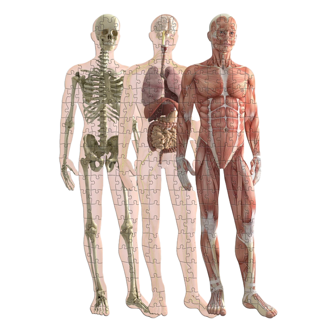 Pikkii: Human Anatomy 3 Layer 303 Piece Jigsaw Puzzle